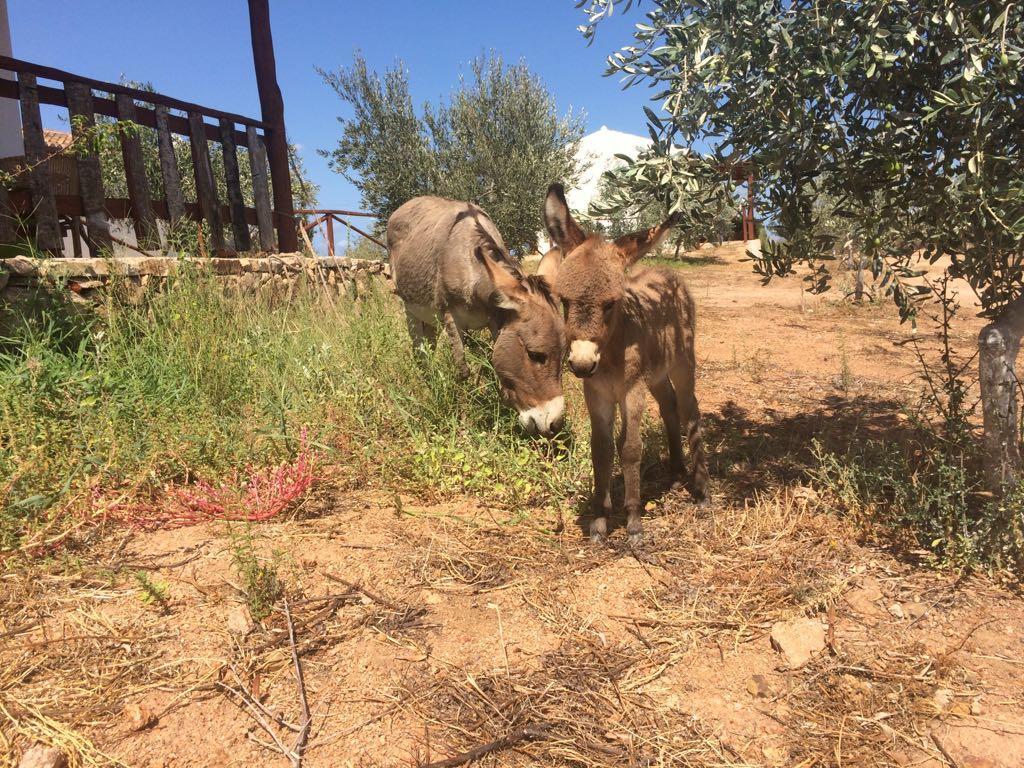 올비아 Agriturismo Mieleamaro 빌라 외부 사진