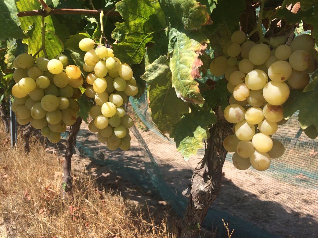 올비아 Agriturismo Mieleamaro 빌라 외부 사진