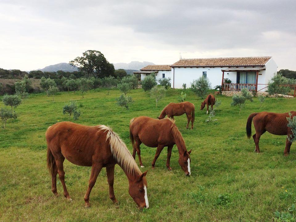 올비아 Agriturismo Mieleamaro 빌라 외부 사진